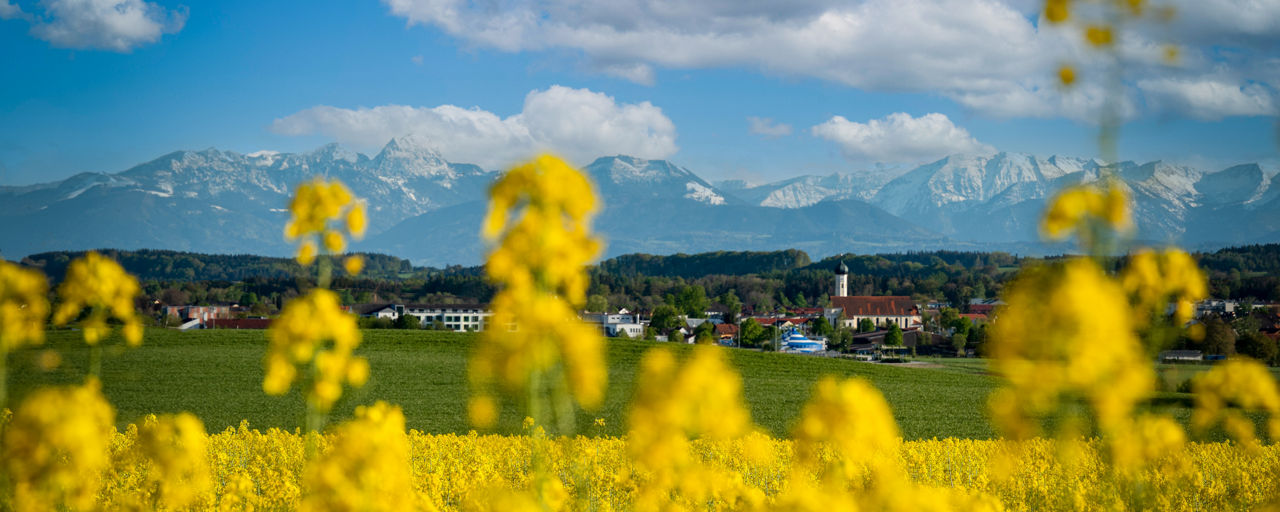 Grafing - im Vordergrund Rapsfeld