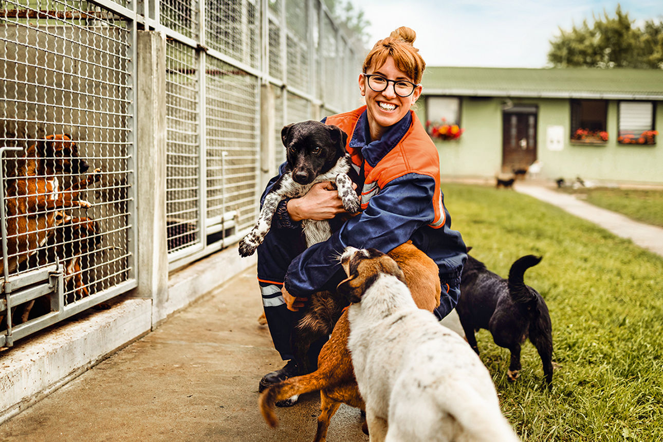 Young adult woman working and playing with dogs in animal shelter