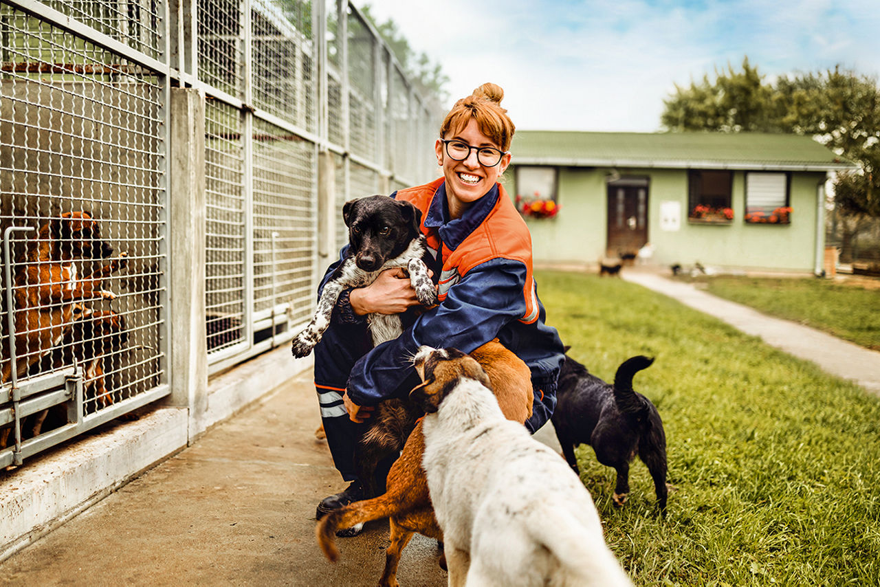 Young adult woman working and playing with dogs in animal shelter