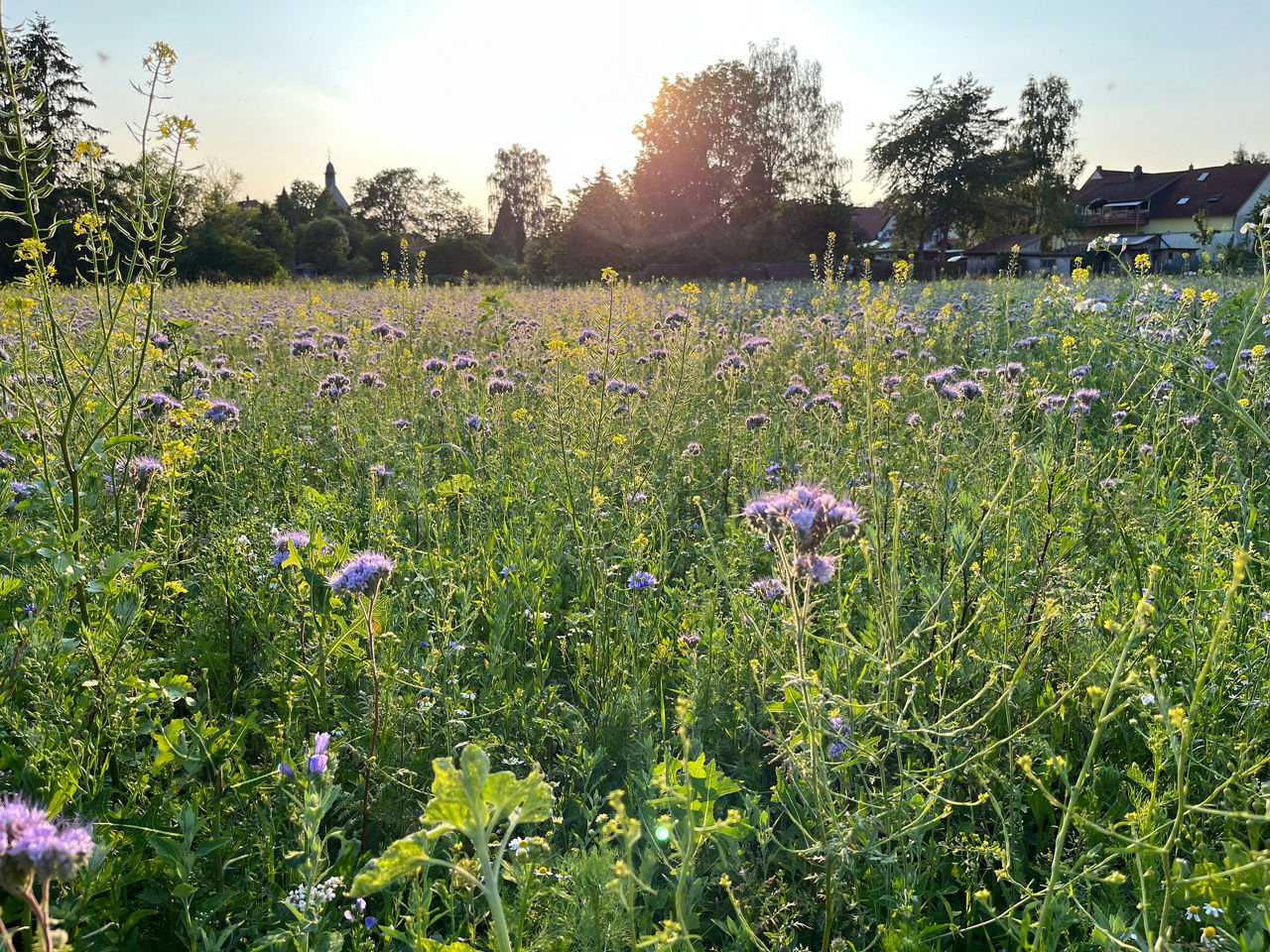 Blühwiese in Hameln