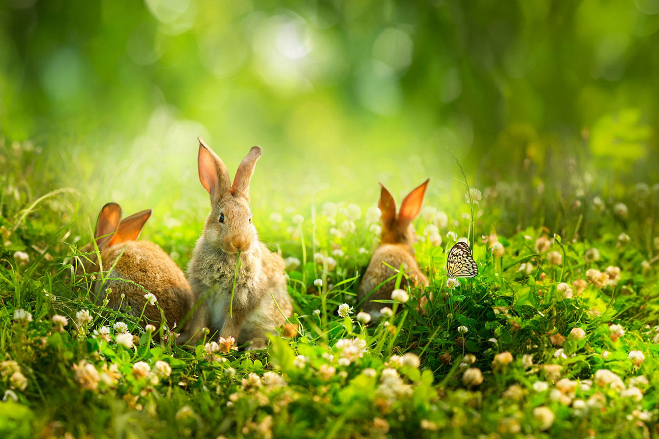 Drei Kaninchen sitzen in einer Wiese mit weißen Blüten und einem Schmetterling auf einem Blatt