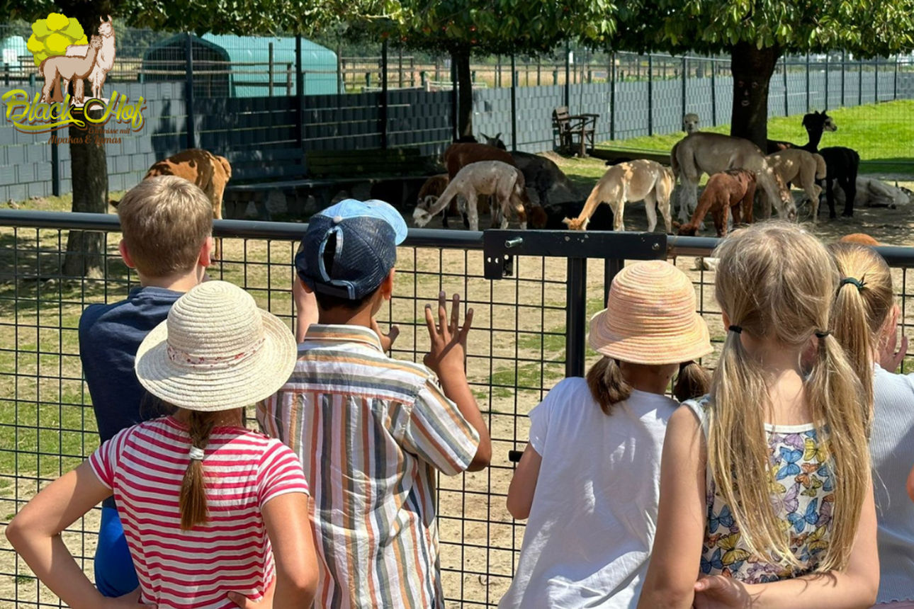 Kinder schauen sich die Alpakas auf dem Black-Hof an 