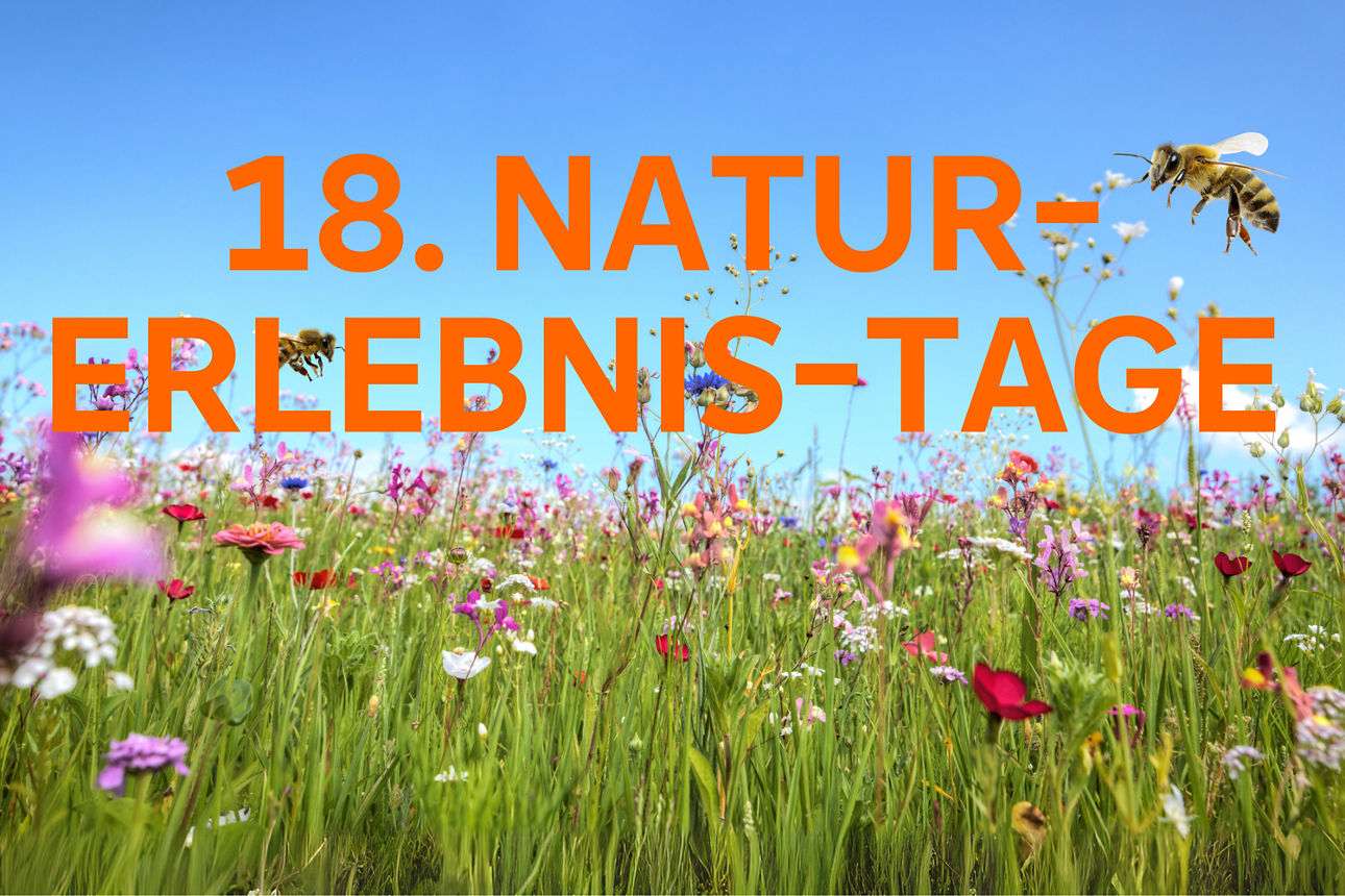 18. Naturerlebnistage mit Blick auf eine Wiese