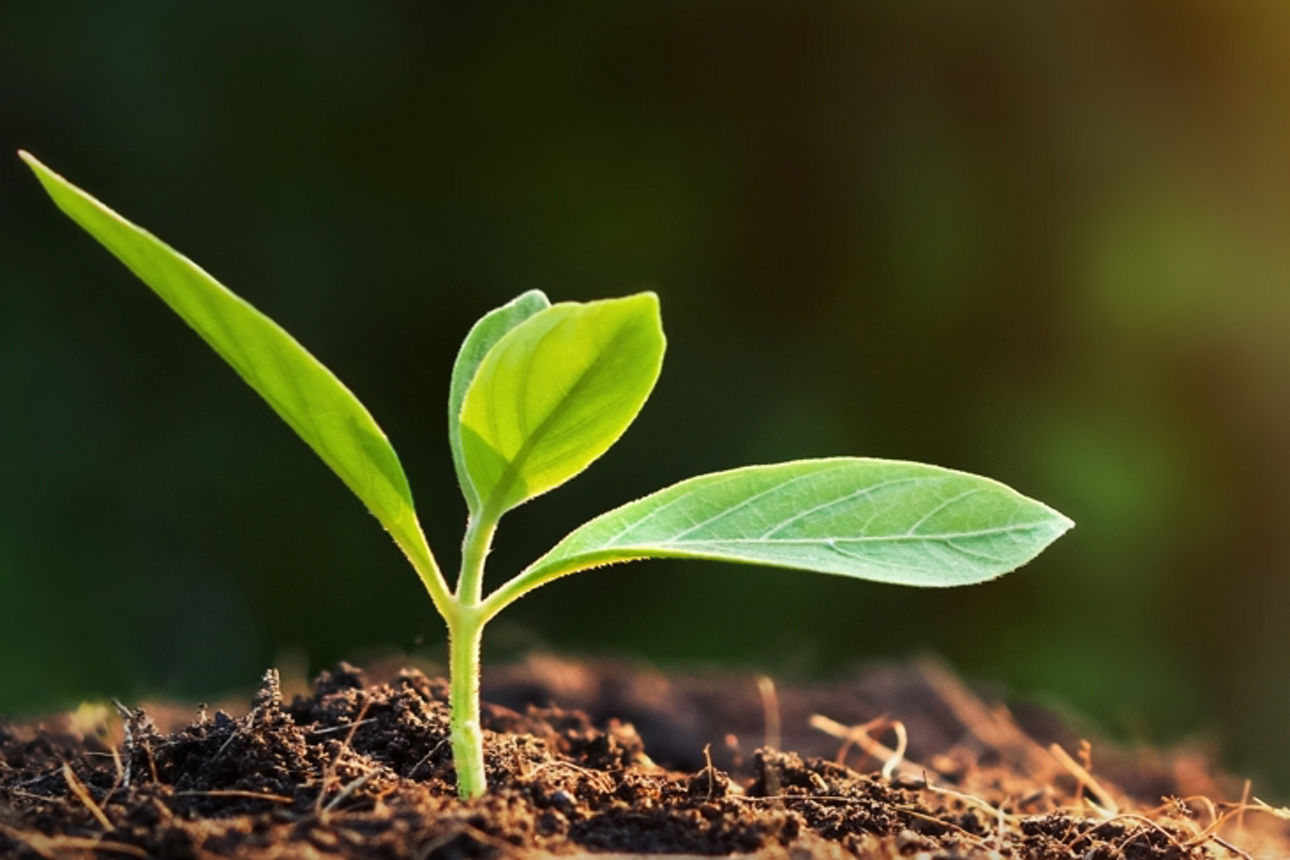 Kleine grüne Pflanze