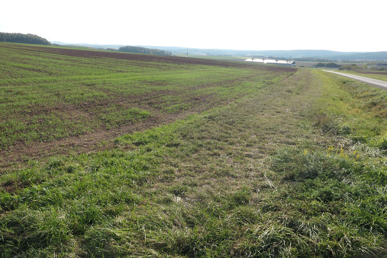 Ein grünes, teilweise frisch bestelltes Feld erstreckt sich entlang einer schmalen Straße in eine sanft hügelige Landschaft.