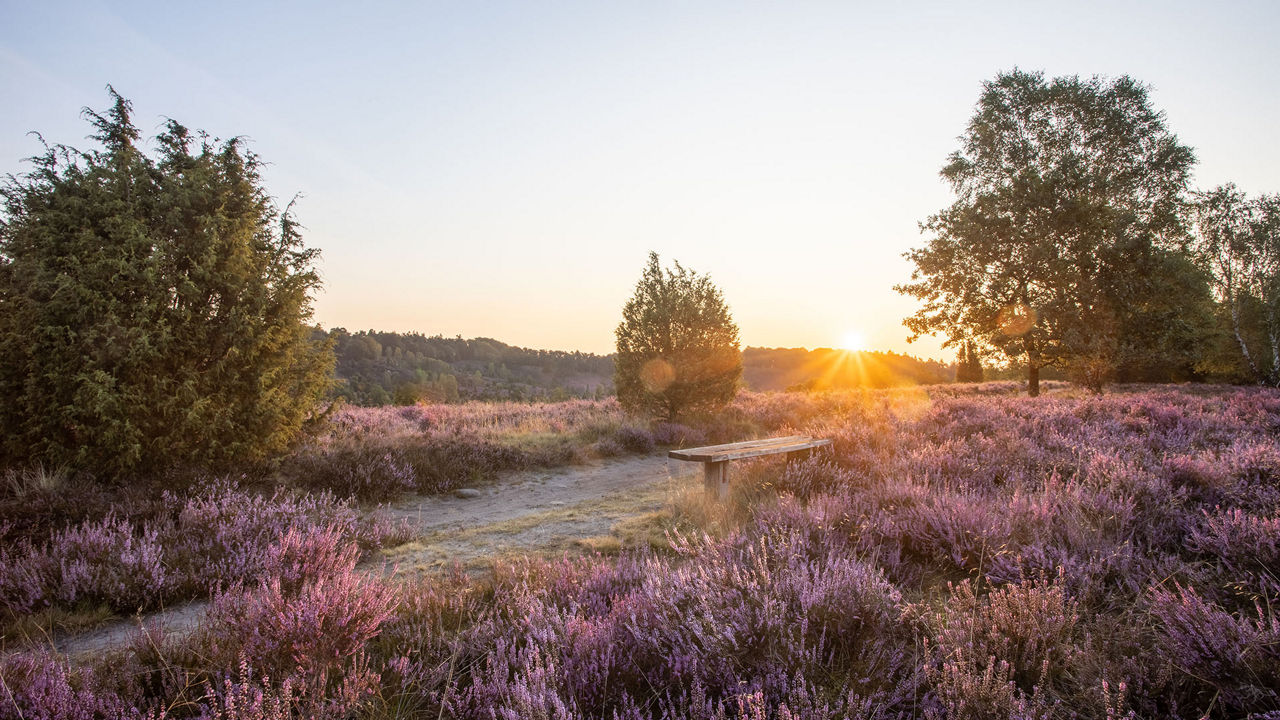 Sonnenuntergang in der Heide