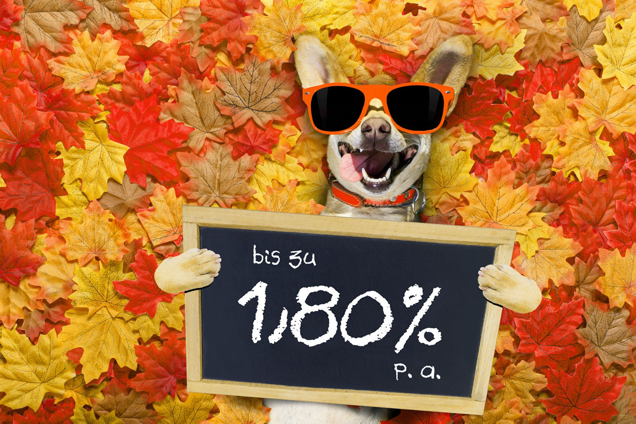 Unser HerbstZins - Hund mit Sonnenbrille vor Blättern. Er hält ein Schild mit 1,80 %