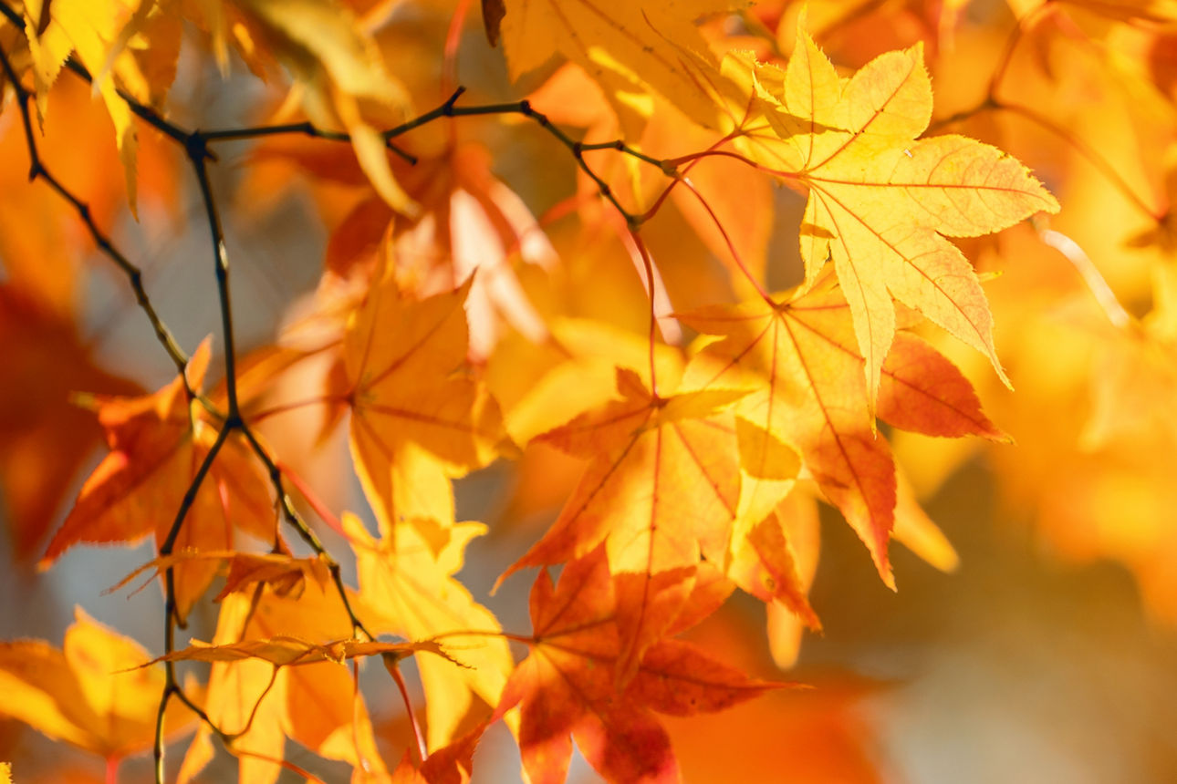 Orangene Blätter am Baum werden von der Herbstsonne angestrahlt