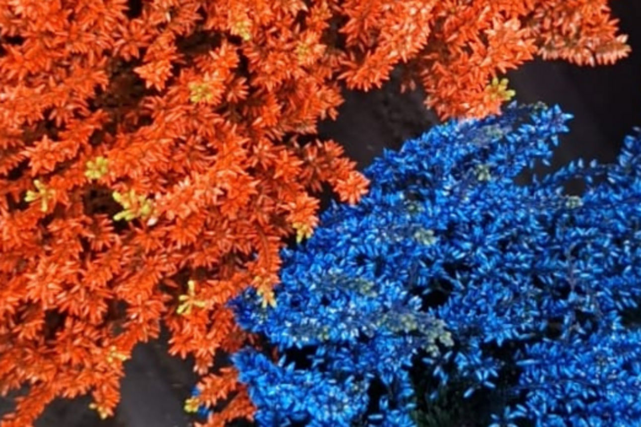 Orangefarbene und blaue Pflanzen sind dekorativ arrangiert und bilden ein kontrastreiches Muster.