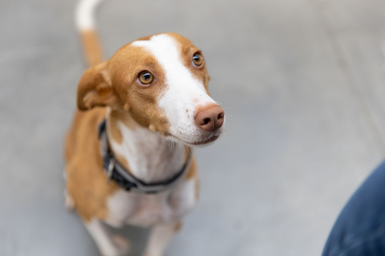 Aufnahme eines Hundes im Produktionsbereich der „Herrlich GmbH“, aufgenommen im Innenraum eines Metallverarbeitungsbetriebs. Im Hintergrund sind Maschinen, Arbeitsflächen und industrielle Strukturen des Fertigungsumfelds sichtbar