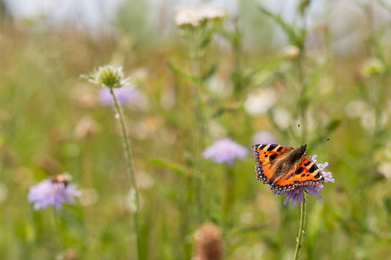 Schmetterling auf einer Wiese