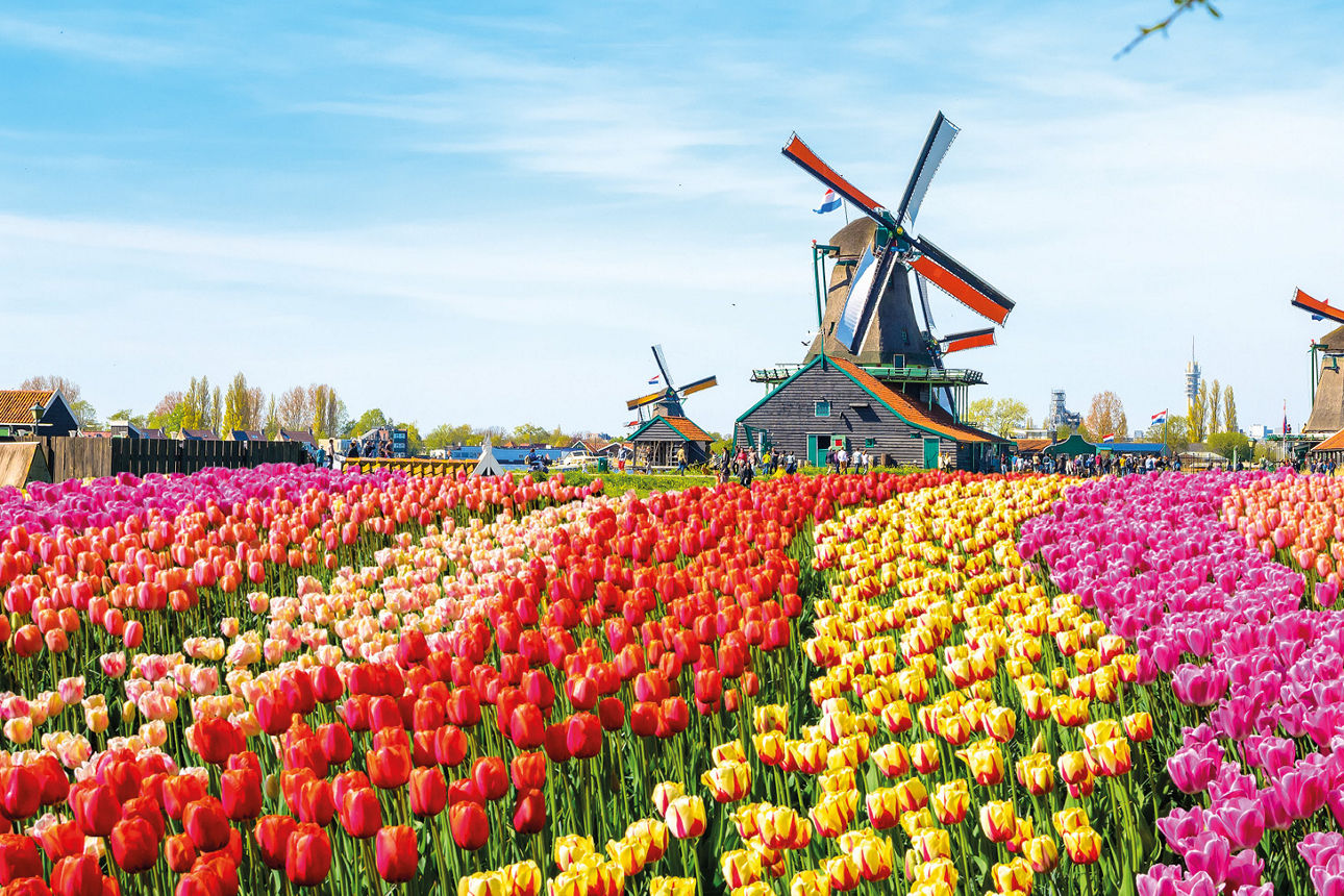 Tulpenfeld in mehreren Farben und 3 Windmühlen im Hintergrund