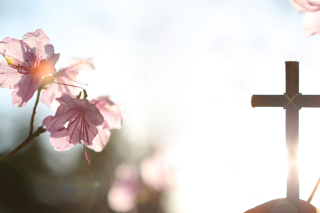 Holzkreuz und Kirschbaumblüten