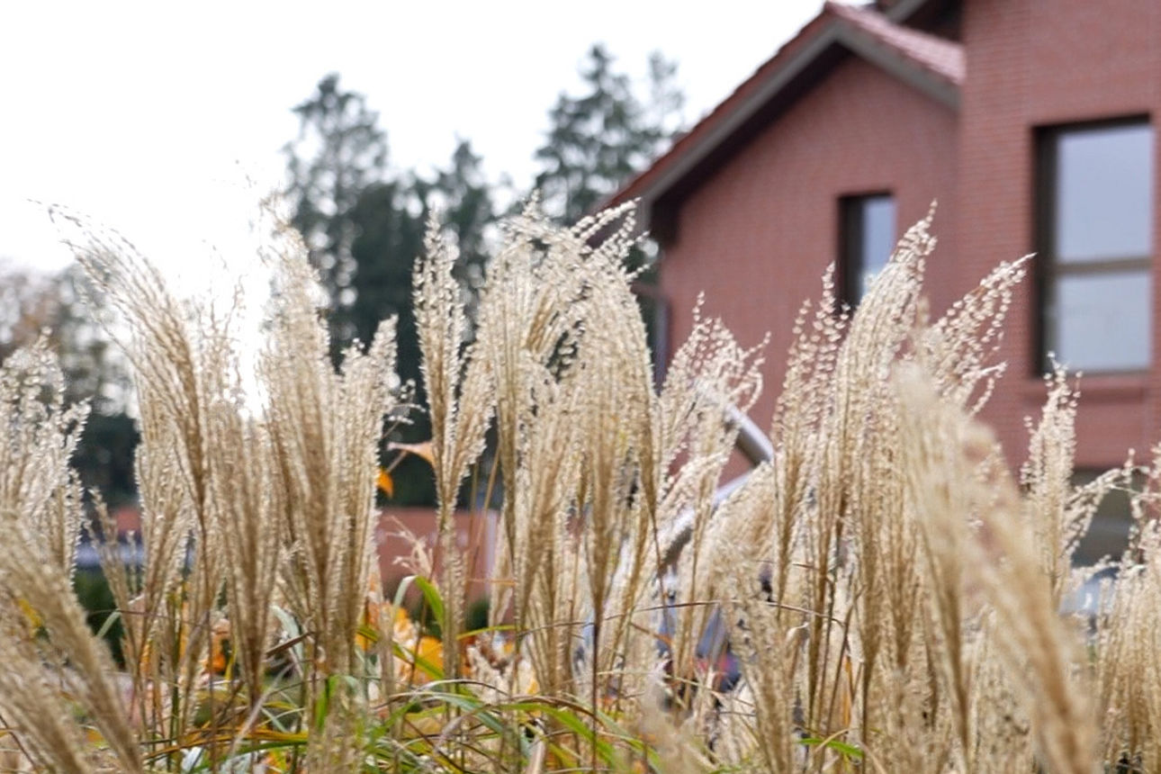 Hohes, helles Ziergras steht im Vordergrund vor einem modernen, rötlichen Wohnhaus aus Klinker- oder Backstein mit dunklen Fe