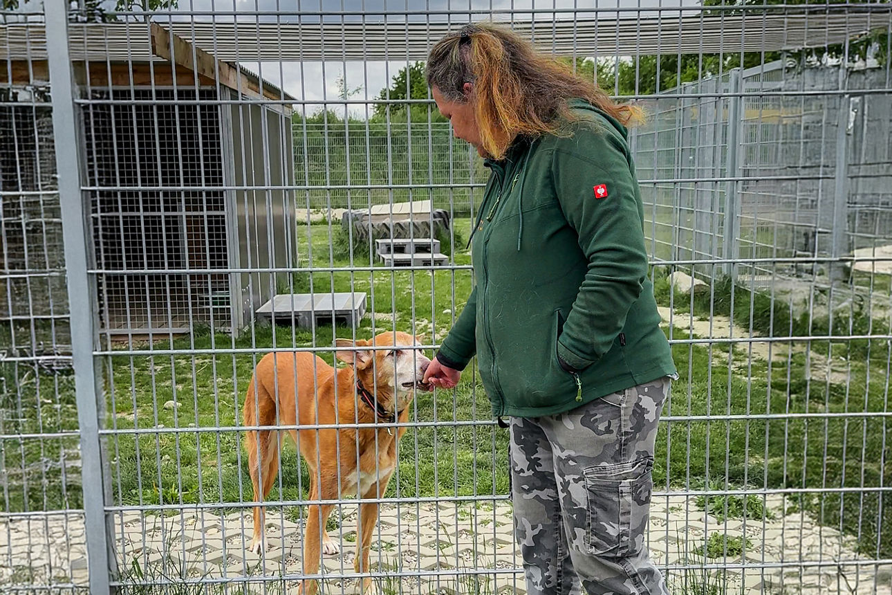 Mitarbeiterin des Tierheims steht vor Zwinger und füttert einen hellbraunen Hund durch das Gitter