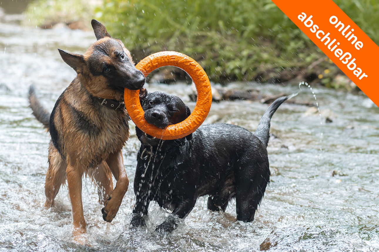 zwei Hunde spielen im Wasser