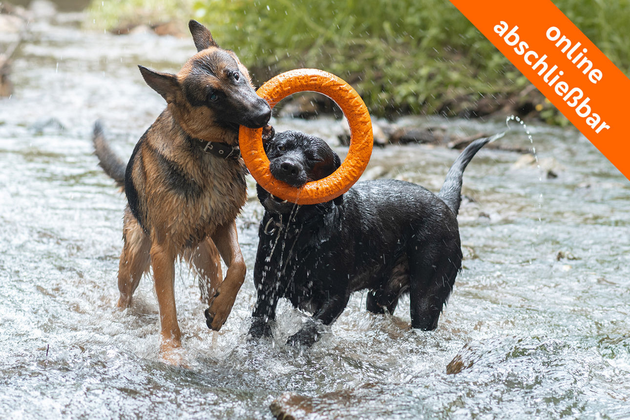 zwei Hunde spielen im Wasser