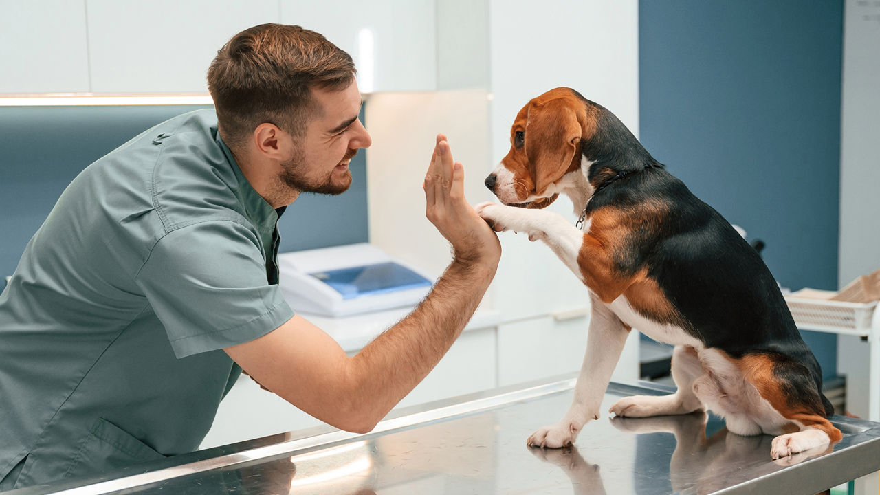 Hund macht high-five mit dem Tierarzt