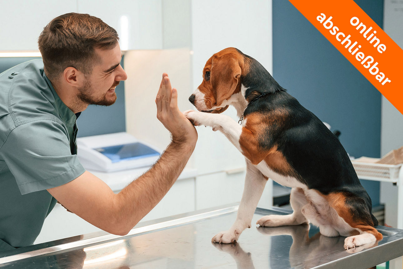 Hund macht high-five mit dem Tierarzt