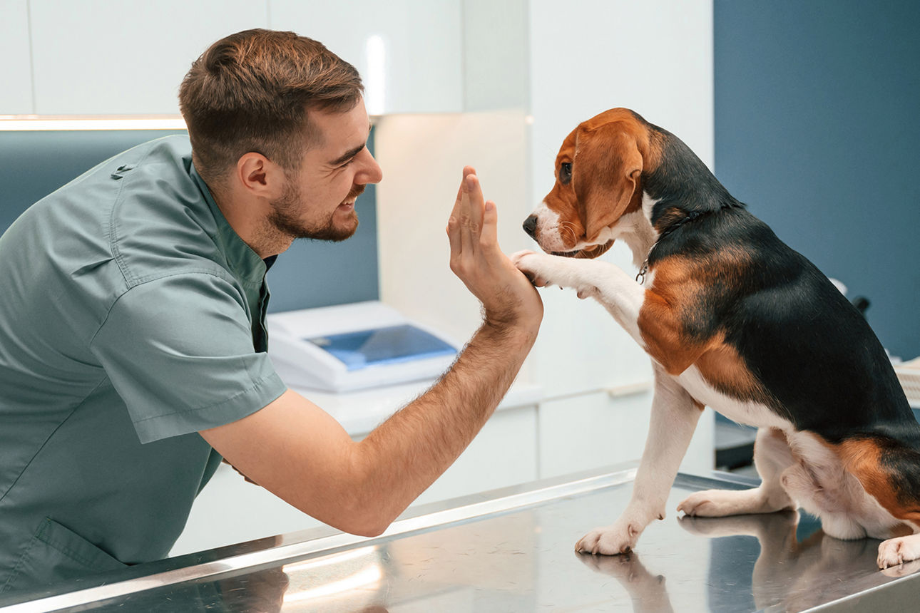 Hund macht high-five mit dem Tierarzt