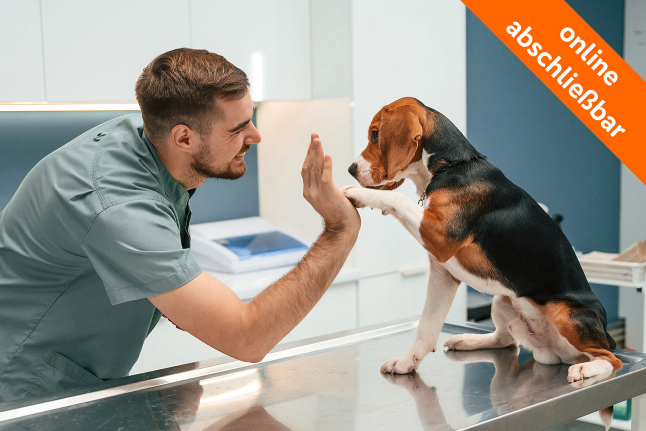 Hund macht high-five mit dem Tierarzt