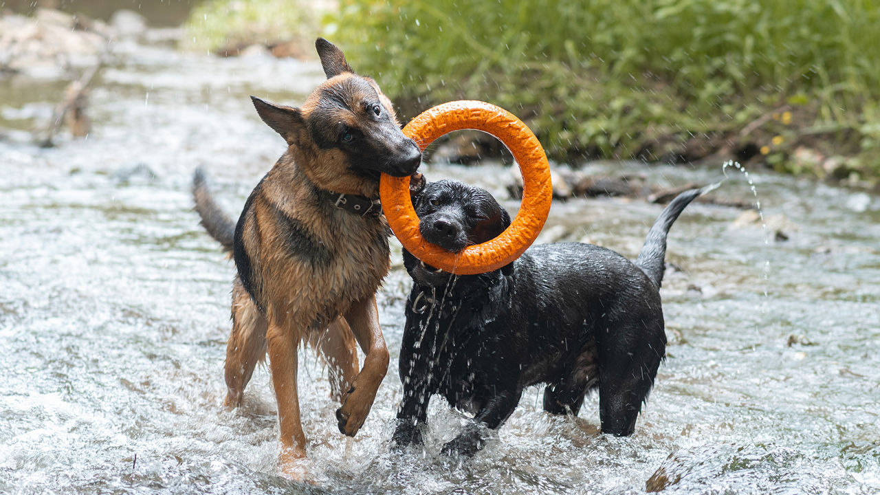 zwei Hunde spielen im Wasser