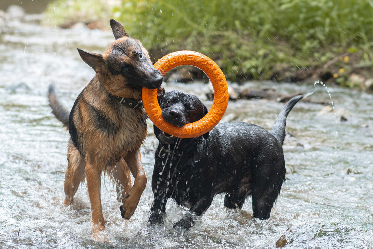 zwei Hunde spielen im Wasser