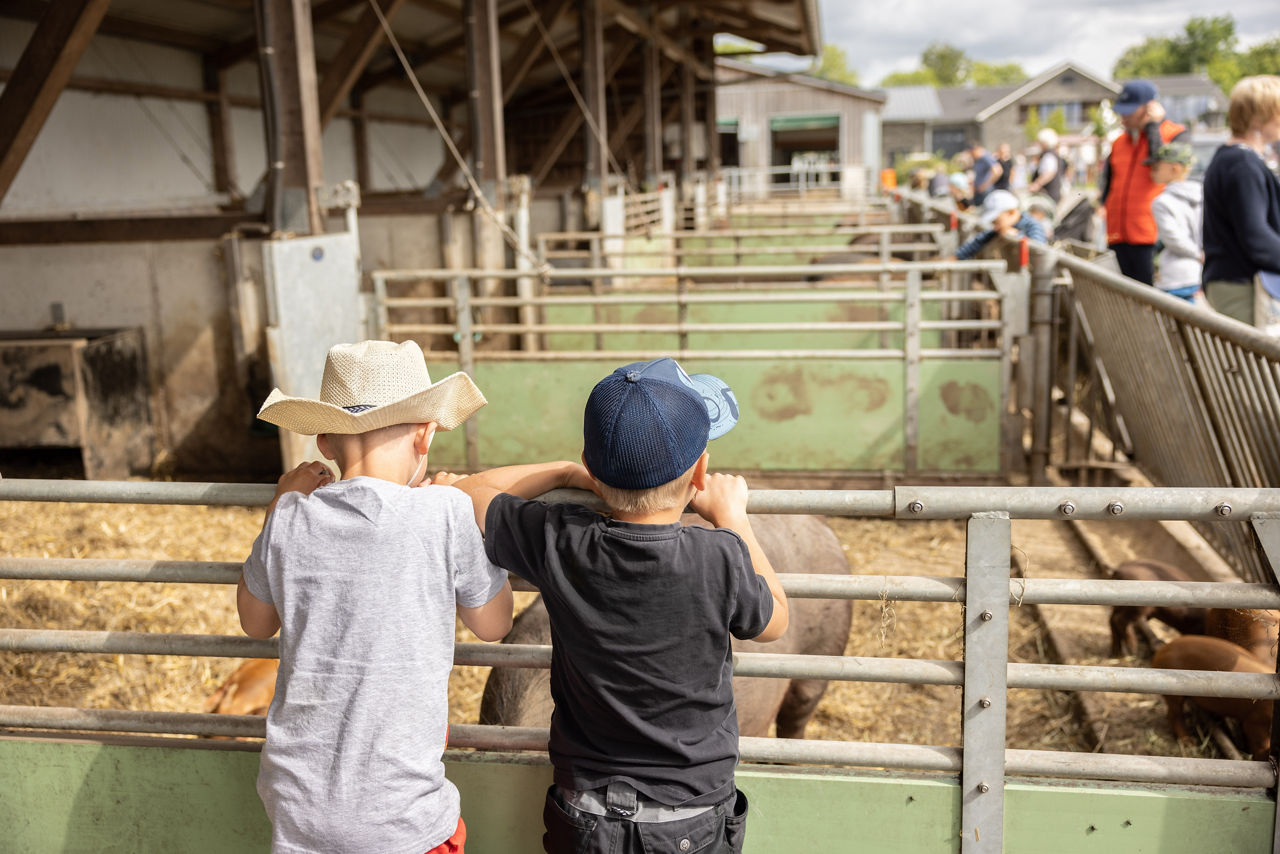 Zwei Kinder lehnen am Gatter eines offenen Schweinestalls.