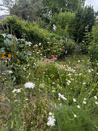 Wildblumen