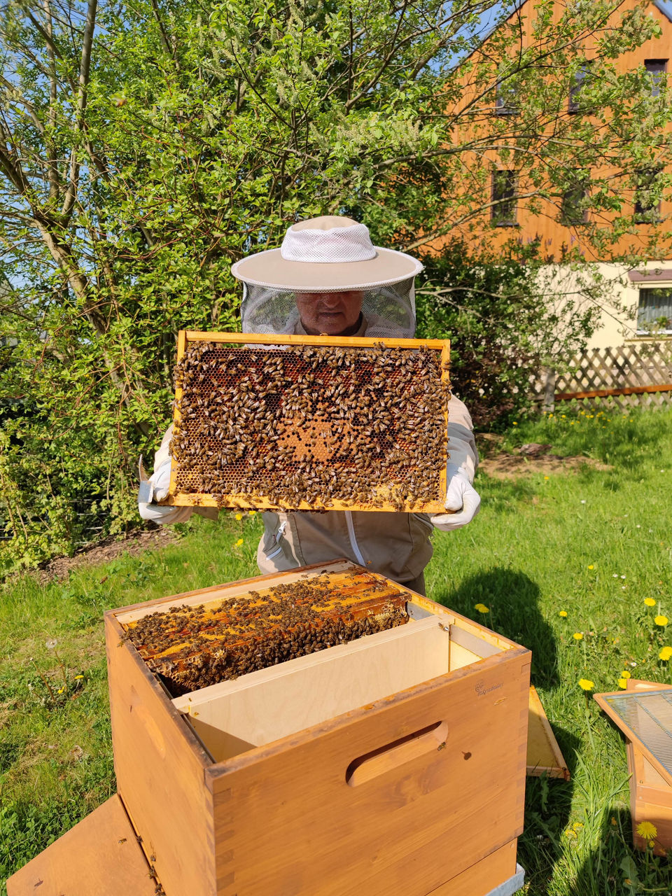 Imker hält einen Bienenstock