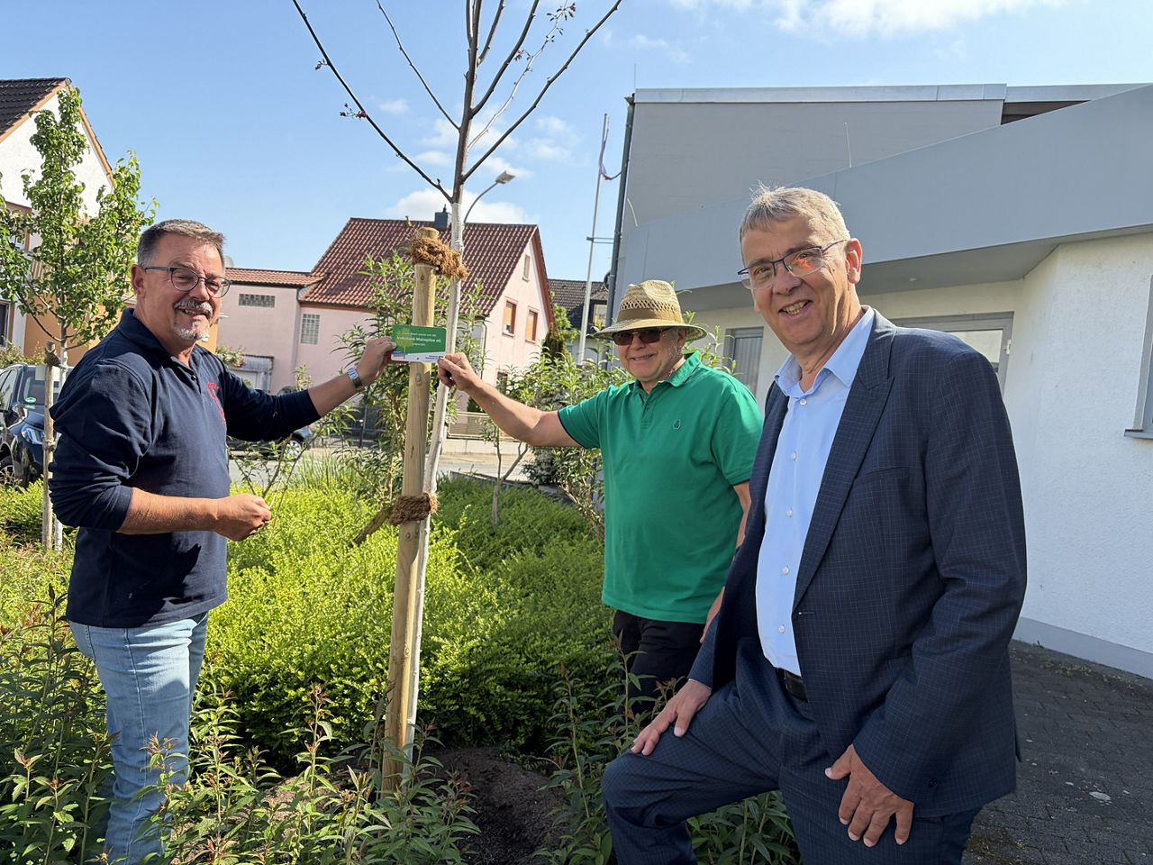 Drei Männer bringen das Baumspendenschild der Volksbank Mainspitze am Stamm des neugepflanzten Baum an