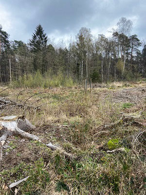 Blick auf einen Wald