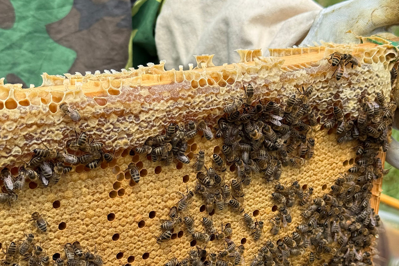 Bienen auf einer Honigwabe im Bienenstock der Imker AG der Realschule Stühlingen während einer praktischen Unterrichtseinheit