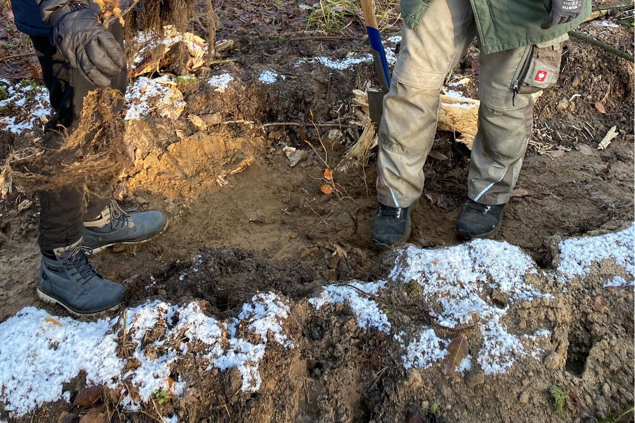Ein Mitarbeiter tritt den Sätzling fest.