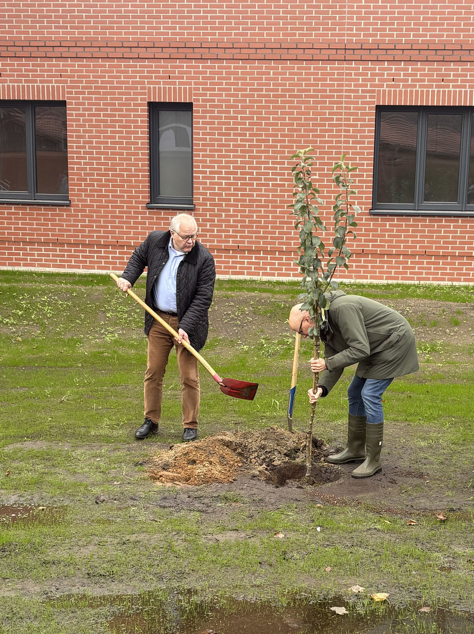 Baum pflanzen 