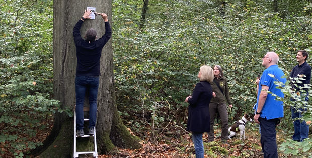 Mann auf Leiter bringt die Wertplakette am Baum an