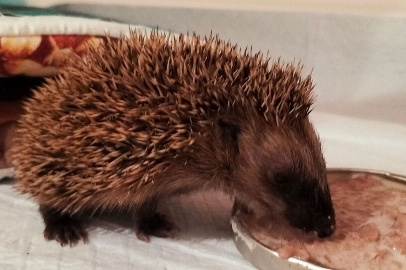 Das Bild zeigt einen Igel an einem Futternapf