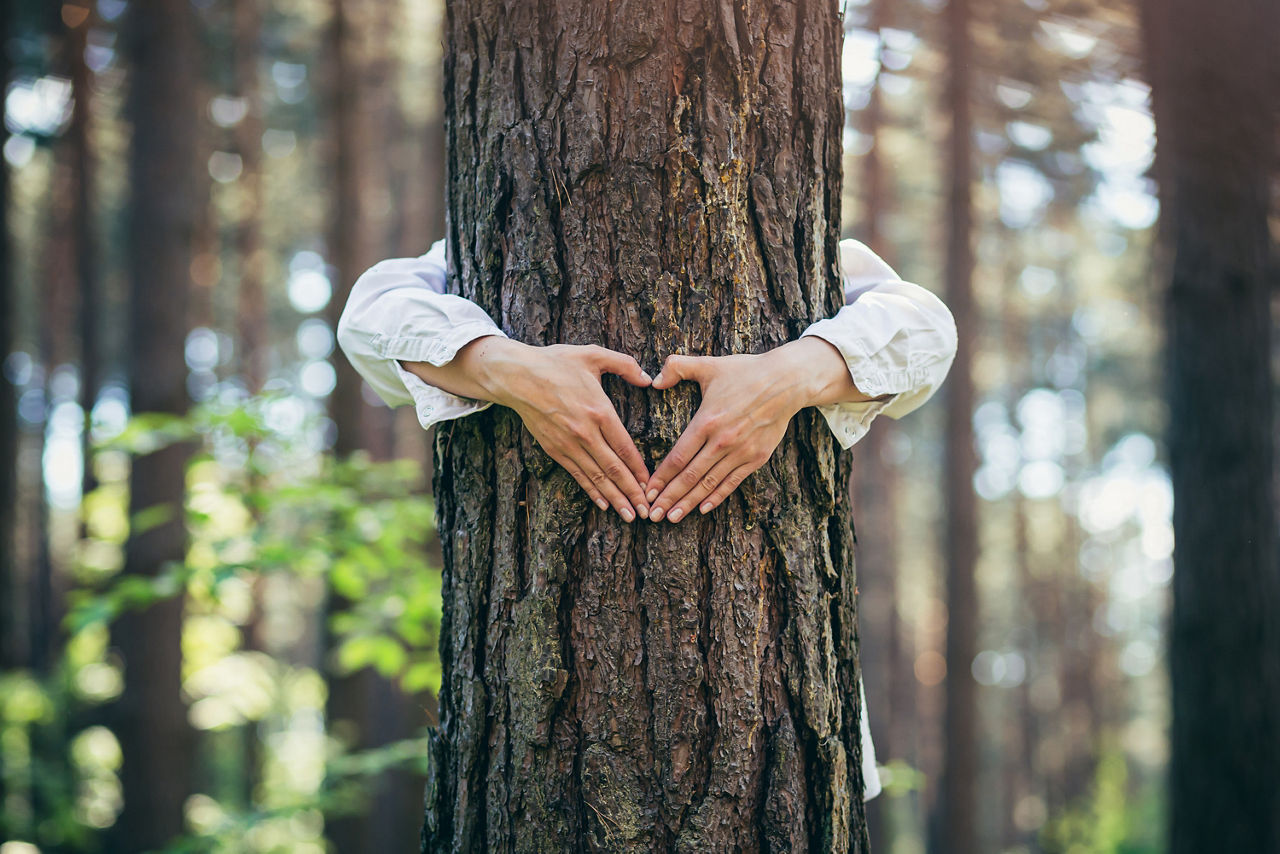Die Hände einer jungen Frau umarmen einen Baum im Wald und zeigen ein Zeichen des Herzens und der Liebe zur Natur