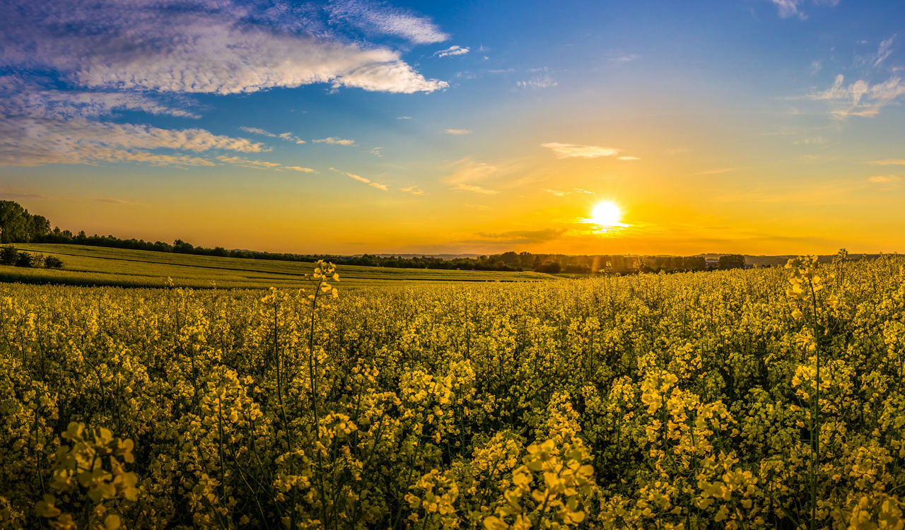 Landschaft mit gelben Pflanzen bei Sonnenuntergang