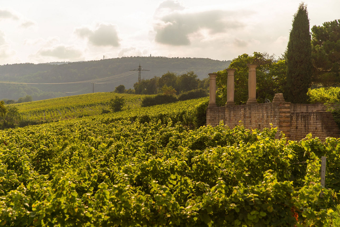 Sonnige Weinberge mit antiken Säulen einer Ruine im Vordergrund, dahinter sanfte Hügel unter leicht bewölktem Himmel in warme