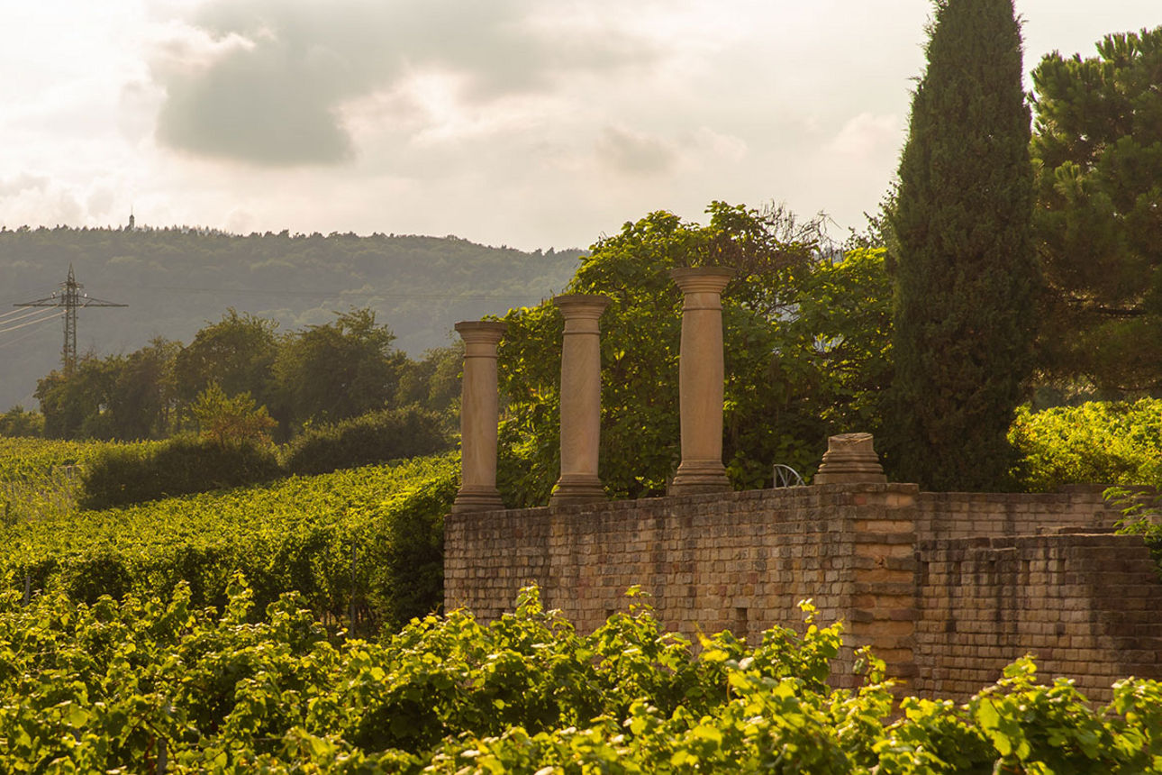Sonnige Weinberge mit antiken Säulen einer Ruine im Vordergrund, dahinter sanfte Hügel unter leicht bewölktem Himmel in warme