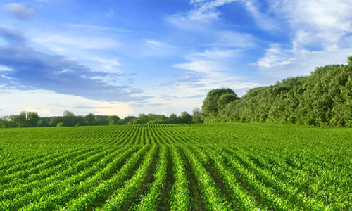grünes Feld umgeben von Wald bei blauem Himmel 
