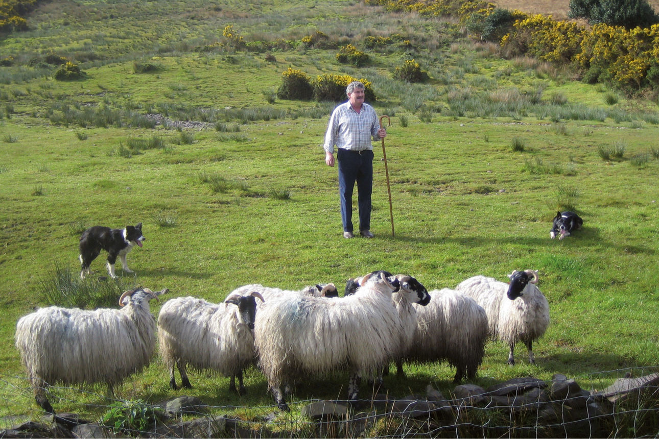  Ein Mann steht auf einer grünen Wiese, umgeben von einer Schafherde