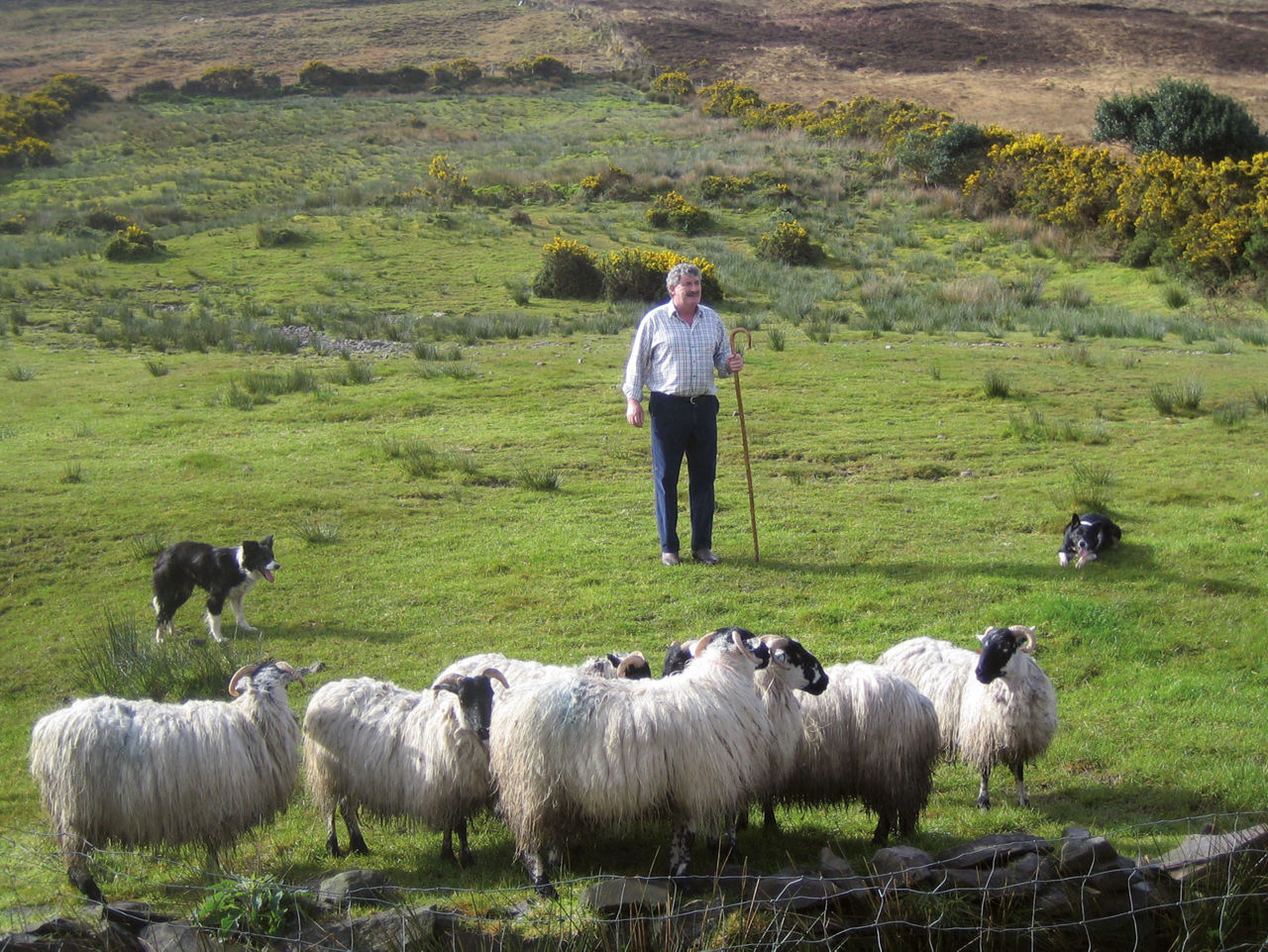 Ein Hirte und seine Herde auf einer grünen Weide.