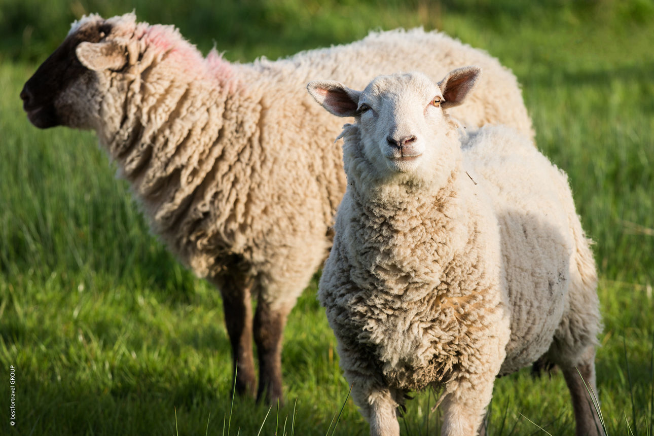 Zwei Schafe stehen auf einer grünen Wiese in Irland. Ein weißes Schaf blickt direkt in die Kamera.