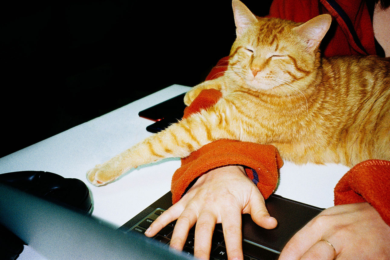 2 Hände am Laptop und Katze sitzt darauf. 