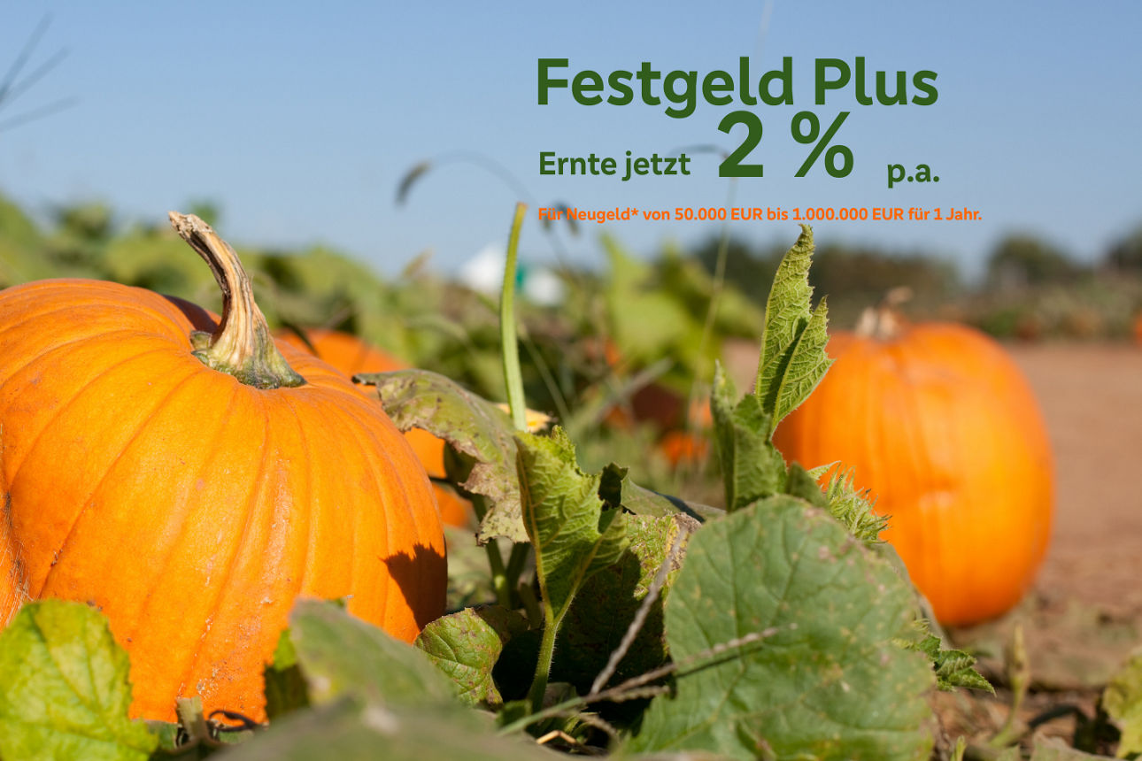 Kürbisse auf einem Feld