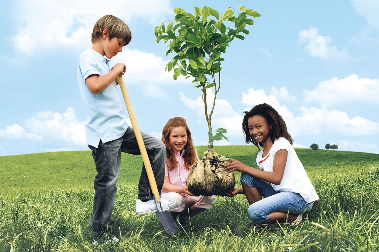 Drei Kinder pflanzen gemeinsam auf einer Wiese einen jungen Baum.