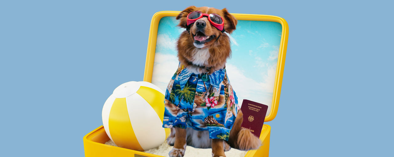 Hund in Koffer mit Ball und Reisepass