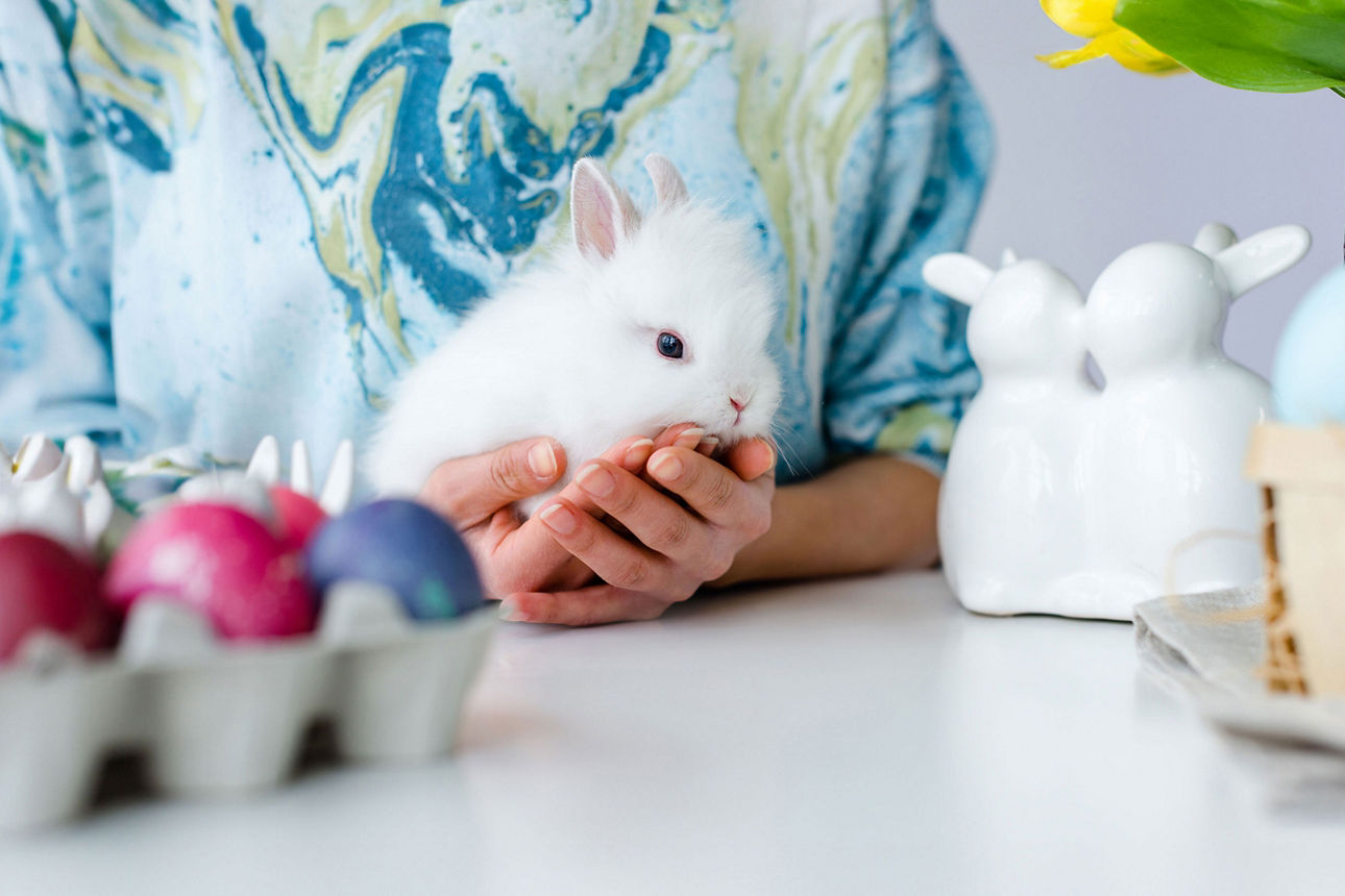 Weißes Kaninchen sitzt in Händen; im Vordergrund bunte Eier und Osterdeko, im Hintergrund eine gelbe Blume.